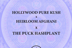 Venta: Hollywood Pure Kush x Afghani x The PUCK