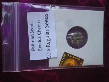 Sell: Kaliman Seeds, "Exodus Cheese", 8 x bx IBL 10 x Regular Seeds