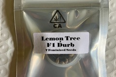 Vente: Lemon Tree x F1 Durb from CSI Humboldt