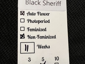 Sell: Wicked Pissah Seeds Black Sheriff 5 pack Auto Regular