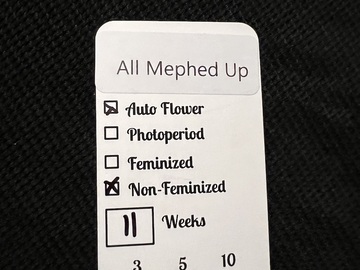 Venta: Wicked Pissah Seeds All Mephed Up 5 pack Auto Regular
