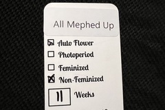 Sell: Wicked Pissah Seeds All Mephed Up 5 pack Auto Regular