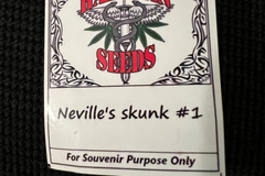 Vente: Hazeman Seeds Neville's Skunk #1 12 pack