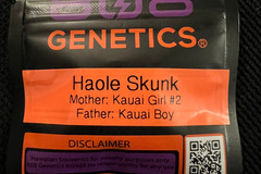 Vente: 808 Genetics Haole Skunk 12 pack