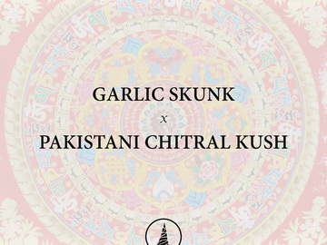 Garlic Skunk x Pakistani Chitral Kush - Golden Coast