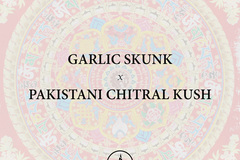 Venta: Garlic Skunk x Pakistani Chitral Kush - Golden Coast