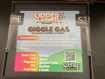 Sell: Giggle glass by solfire gardens