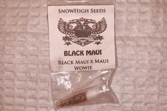 Vente: Snowhigh Seeds - Black Maui