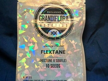 Vente: Flextane - (Hectane x Soufle) by Grandiflora Genetics