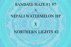 Venta: Bandaid Haze x Watermelon Hashplant x Northern Lights #2