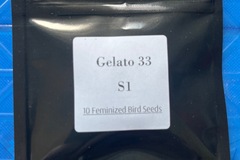 Vente: Seed Junky-Gelato 33