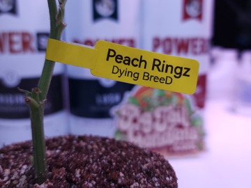 Sell: Peach Ringz (Dying Breed | + 1 Free Mystery Clone)