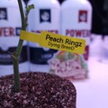 Sell: Peach Ringz (Dying Breed | + 1 Free Mystery Clone)