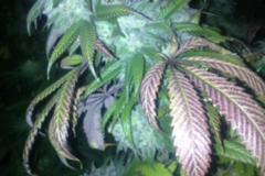 Venta: Pineapple Express seeds for sale