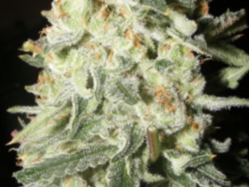 Sell: Green Crack Seeds for sale Green Crack Cecil B. seeds for sale