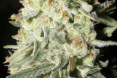 Sell: Green Crack Seeds for sale Green Crack Cecil B. seeds for sale