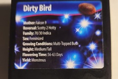 Venta: Dirty Bird from Exotic Genetix