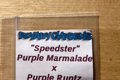 Vente: Purple Runtz X Purple Marmalade Fem. Seeds