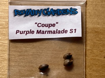 Vente: Purple Marmalade S1