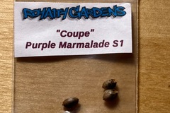 Venta: Purple Marmalade S1