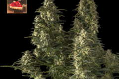 Sell: Strawberry Cheesecake Auto Feminised Seeds