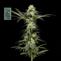 Sell: White Widow FAST Feminised Seeds