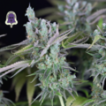 Vente: Purple Ghost Candy Feminised Seeds