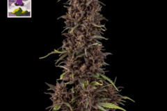 Sell: Purple Kush CBD 1:1 Auto Feminised Seeds