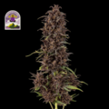 Vente: Purple Kush CBD 1:1 Auto Feminised Seeds