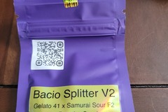 Vente: Bless Coast Seeds - Bacio Splitter V2