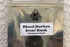 Sell: (AUCTION) Blood Durban x Irene Kush from CSI Humboldt