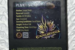 Sell: Planet Sherb from Exotic Genetix