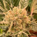 Vente: Sour Hunters Pack (72 seeds)