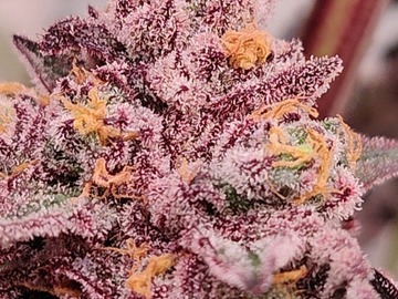 Auction: Auction - 100 Red Hot Cookies Feminized