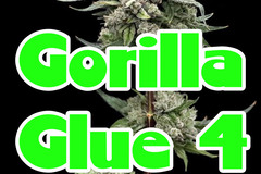 Sell: Gorilla Glue 4