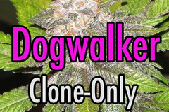 Sell: Dogwalker OG