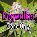 Sell: Dogwalker OG