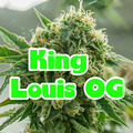 Sell: King Louie OG XIII