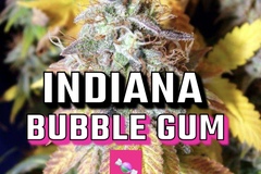 Sell: Indiana Bubblegum