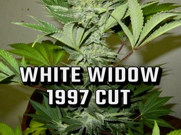 Sell: White widow(blackfriday deal)