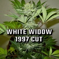 Sell: White widow