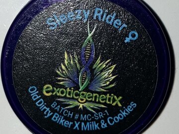 Auction: (AUCTION) Sleezy Rider from Exotic Genetix
