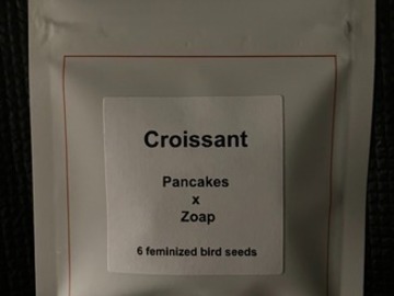 Auction: (AUCTION) Croissant from LIT Farms
