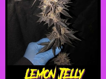 Sell: Lemon jealousy pollen