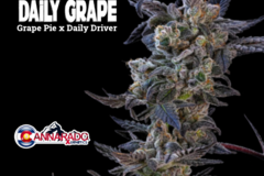 Venta: Daily Grape