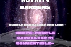 Venta: Girl Scout Cookie x Purple Marmalade Fem. Seeds