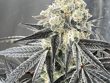 Sell: Superboof x Gold Cash Gold 20 female seeds