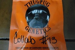 Vente: Thug Pug Genetics - Collab #13