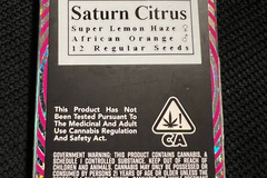 Vente: Equilibrium Genetics Saturn Citrus 12 pack