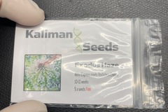Venta: Kaliman Seeds Exodus Haze